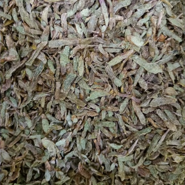 云南高原特色铁皮石斛切片，