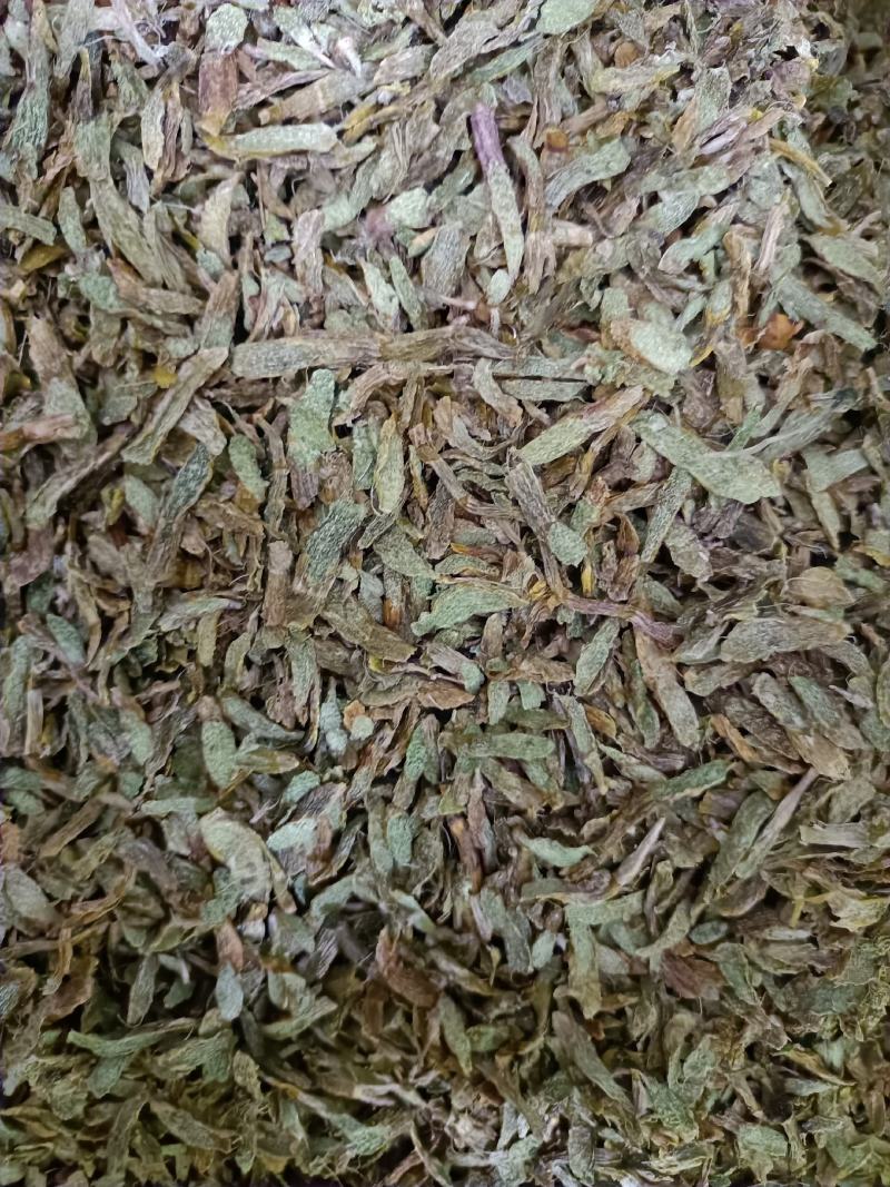 云南高原特色铁皮石斛切片，