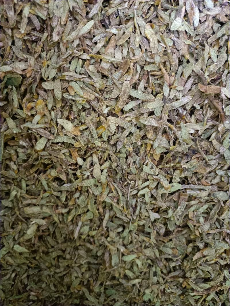 云南高原特色铁皮石斛切片，