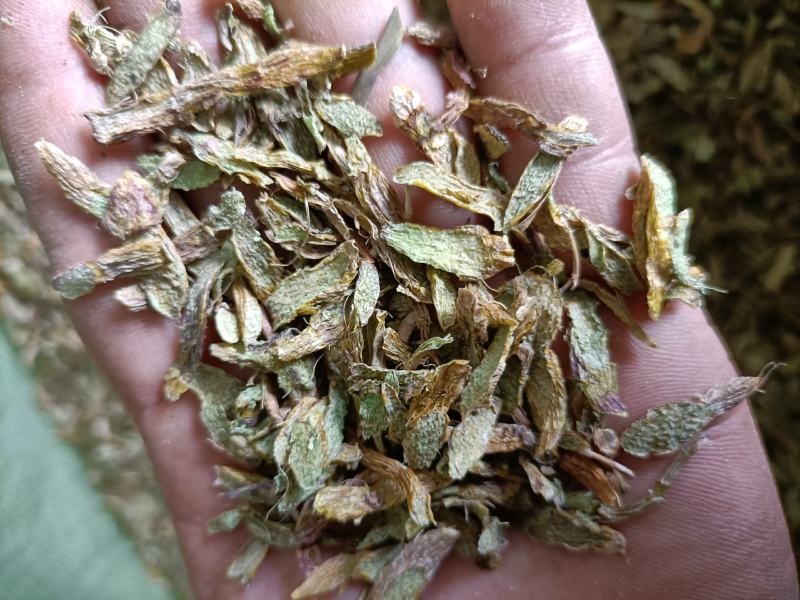云南高原特色铁皮石斛切片，