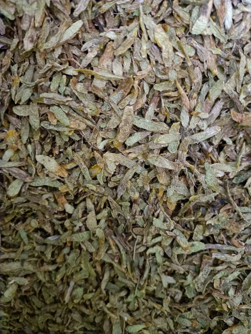 云南高原特色铁皮石斛切片，