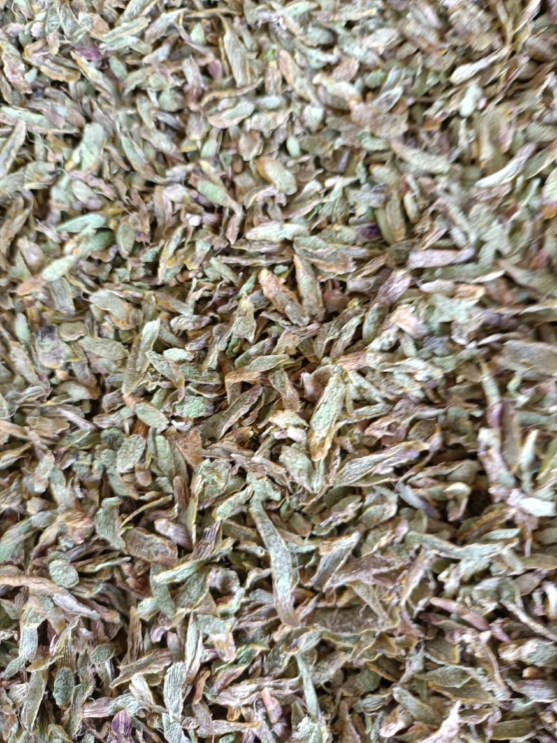 云南高原特色铁皮石斛切片，