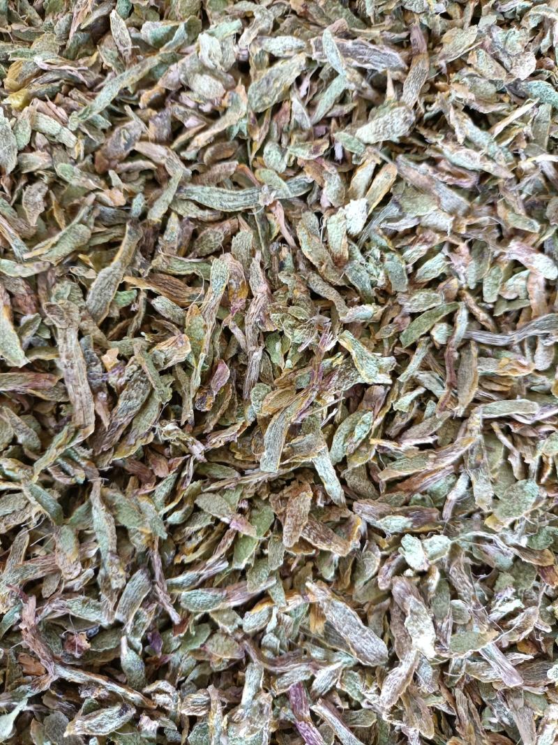 云南高原特色铁皮石斛切片，
