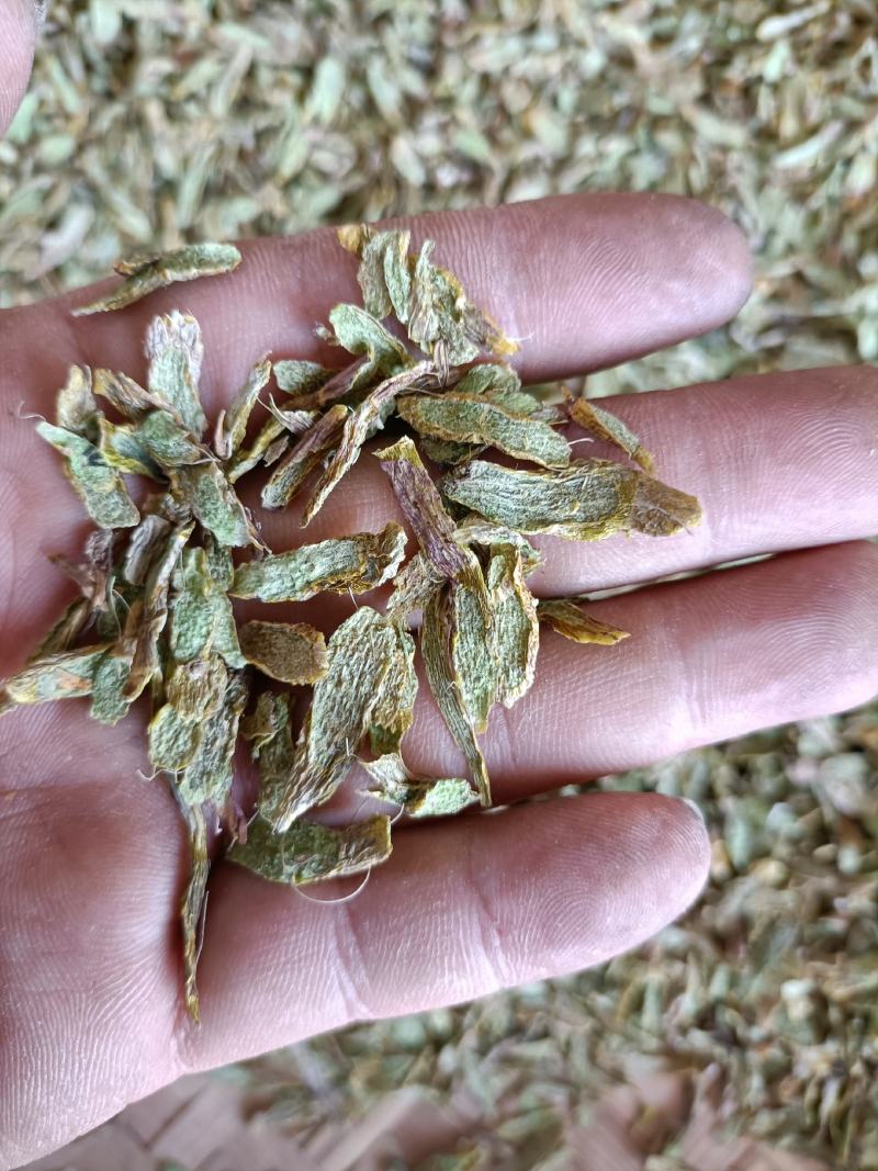 云南高原特色铁皮石斛切片，