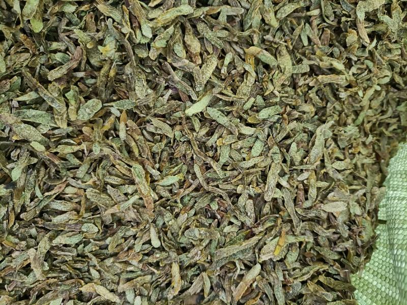 云南高原特色铁皮石斛切片，