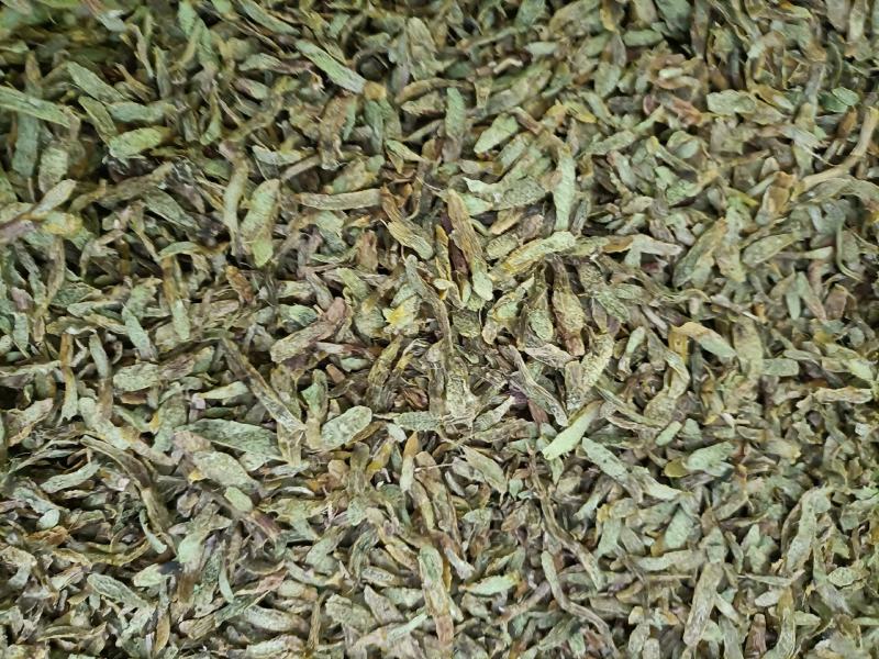 云南高原特色铁皮石斛切片，
