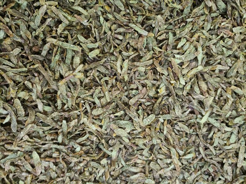 云南高原特色铁皮石斛切片，
