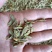 云南高原特色铁皮石斛切片，