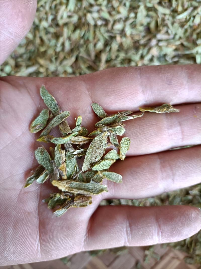 云南高原特色铁皮石斛切片，