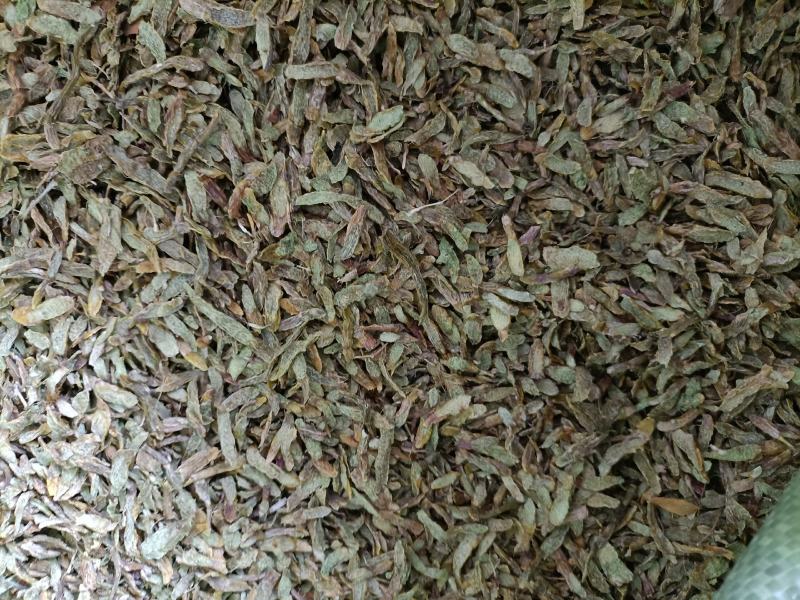 云南高原特色铁皮石斛切片，