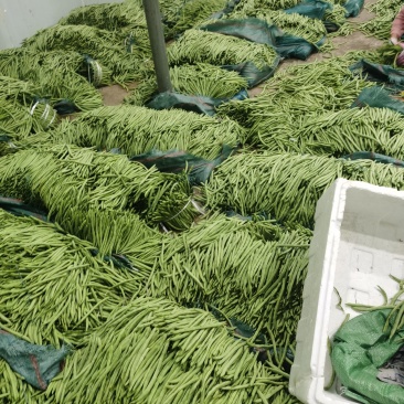 小金豆上市了