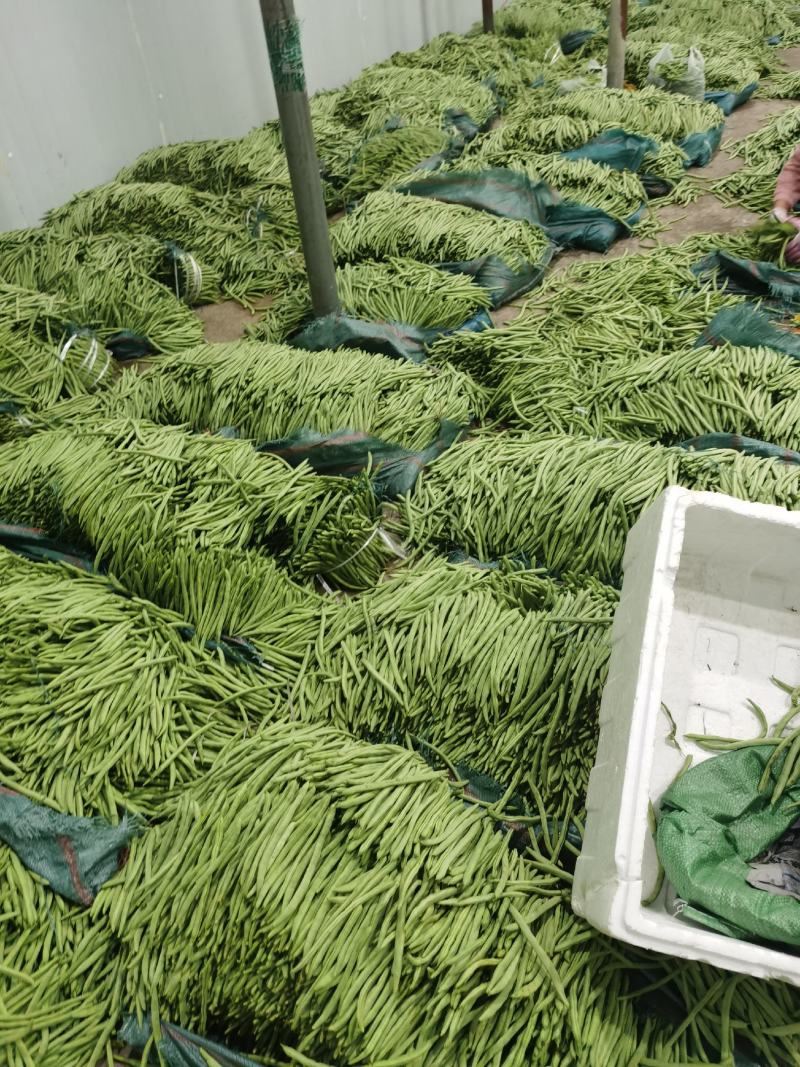 小金豆上市了