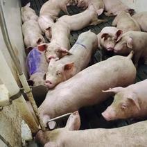 活猪，纯正长白、杜洛克等品种，健康猪有检疫票、大量供应、