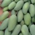 云南西双版纳景洪大青芒果，产地直销对接各种供应链一件代发