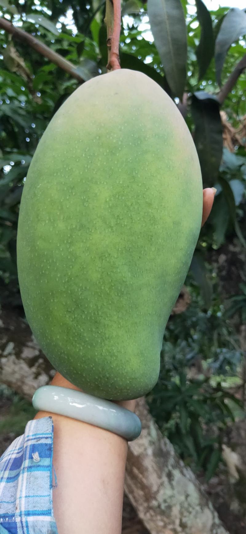 云南西双版纳景洪大青芒果，产地直销对接各种供应链一件代发