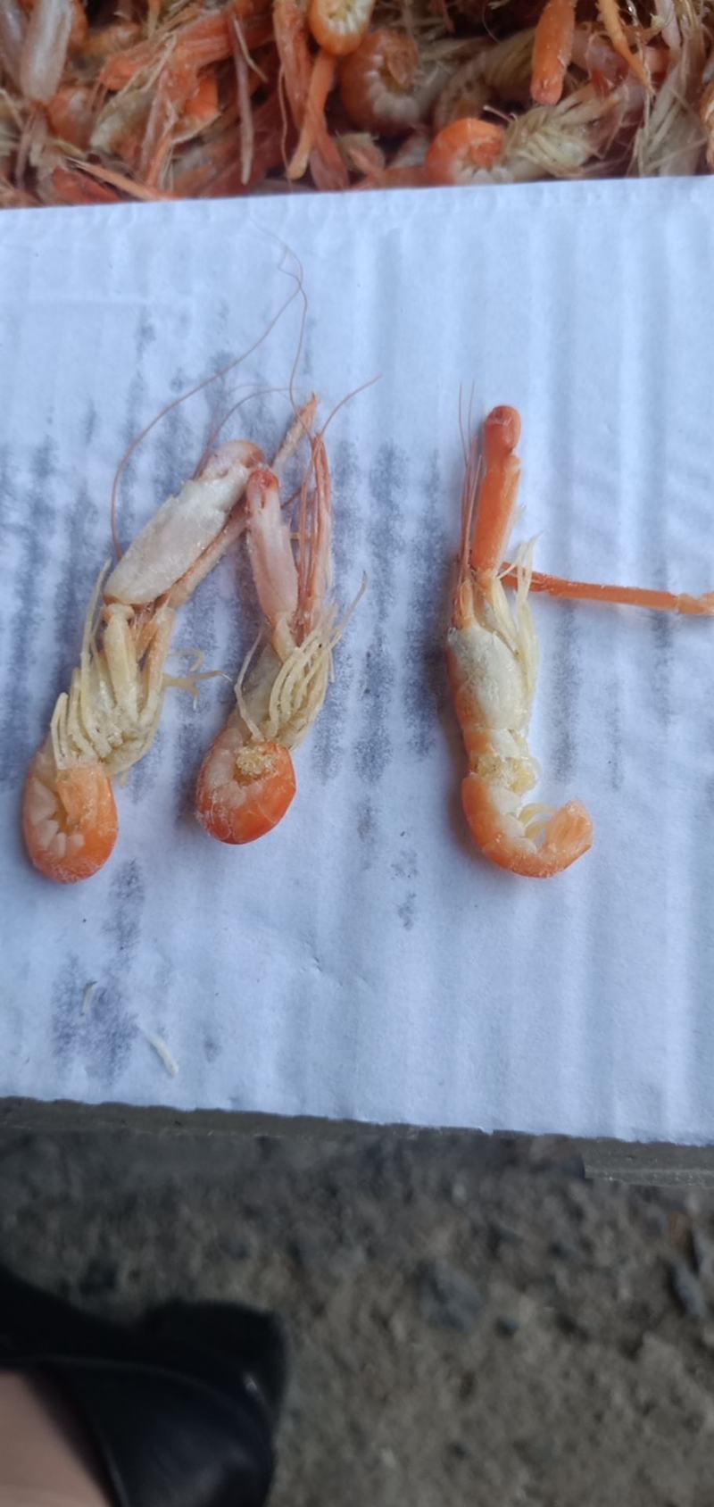爪虾鳌虾无盐狗虾不咸大量现货支持一件代发