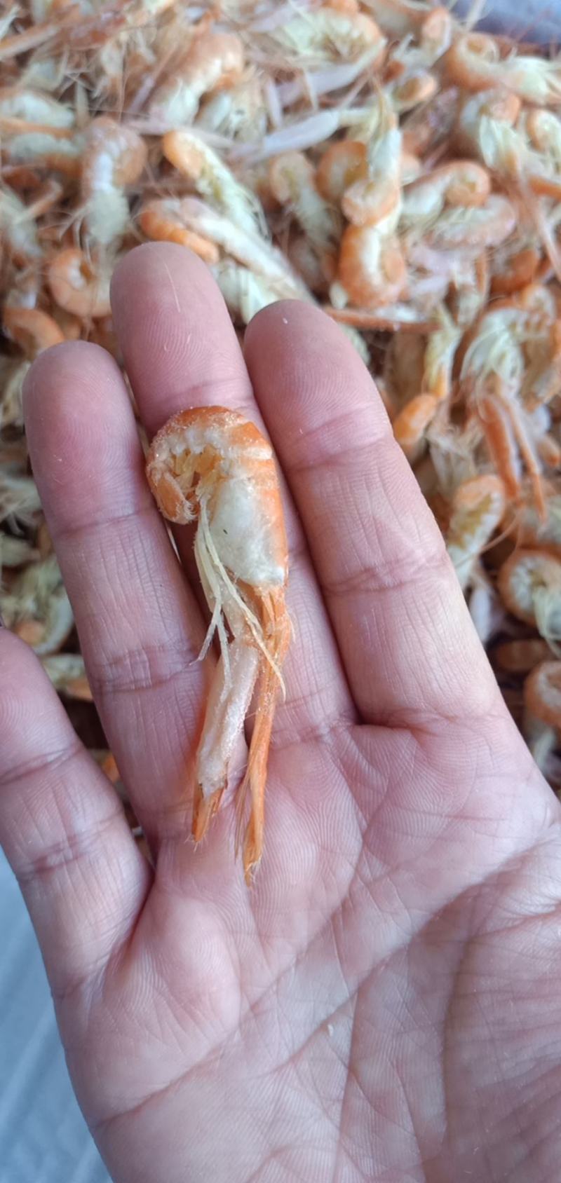 爪虾鳌虾无盐狗虾不咸大量现货支持一件代发