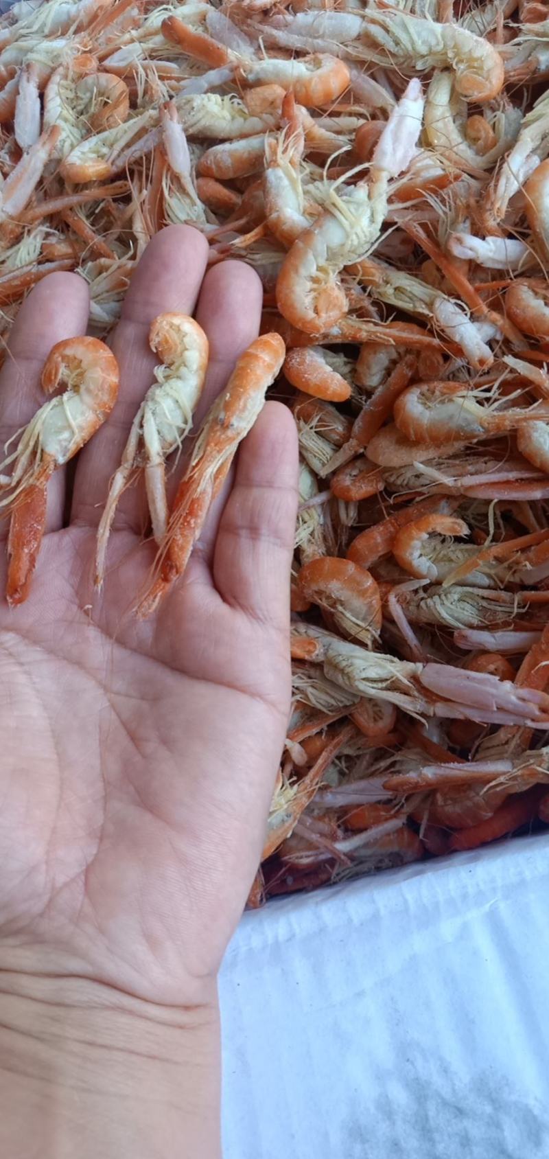 爪虾鳌虾无盐狗虾不咸大量现货支持一件代发