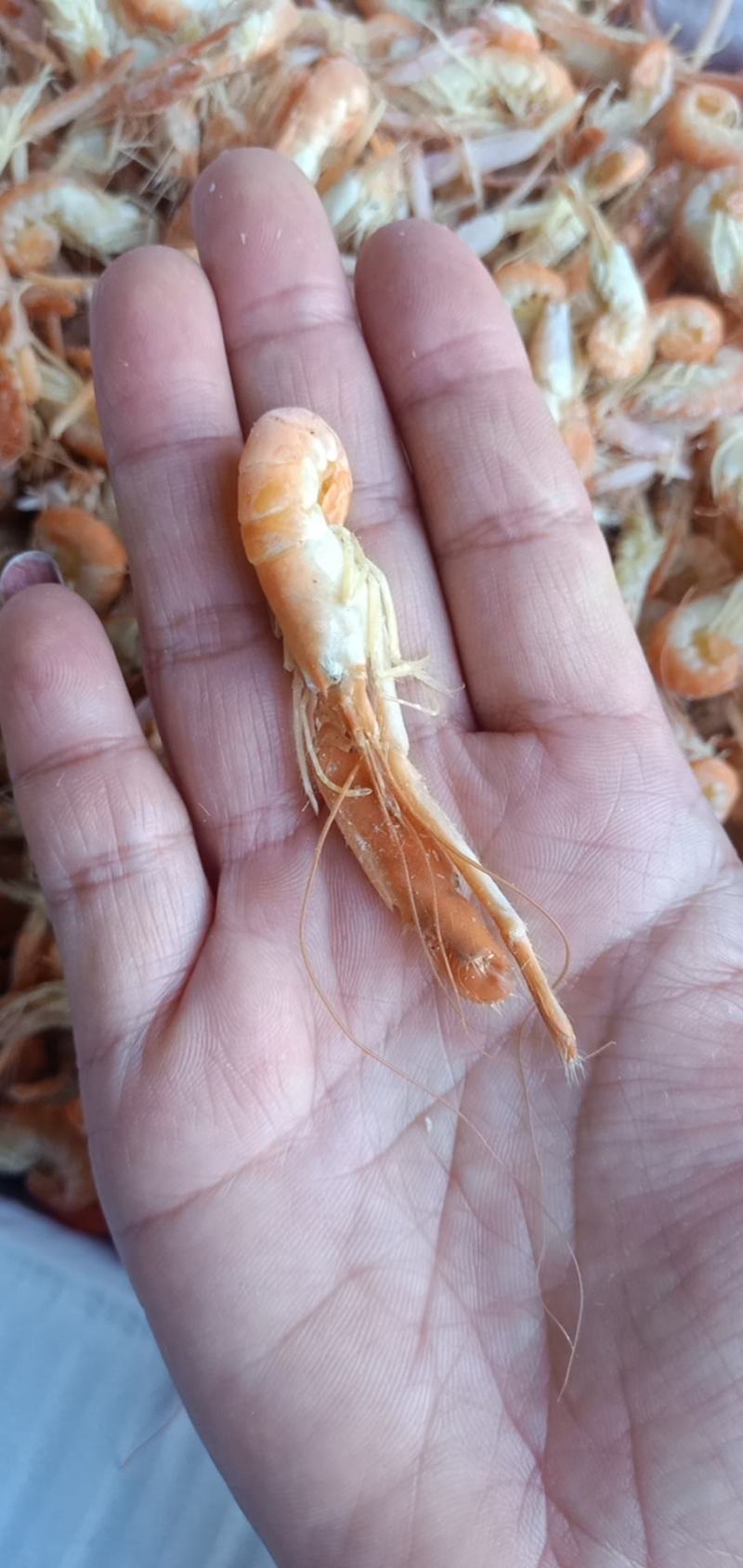 爪虾鳌虾无盐狗虾不咸大量现货支持一件代发