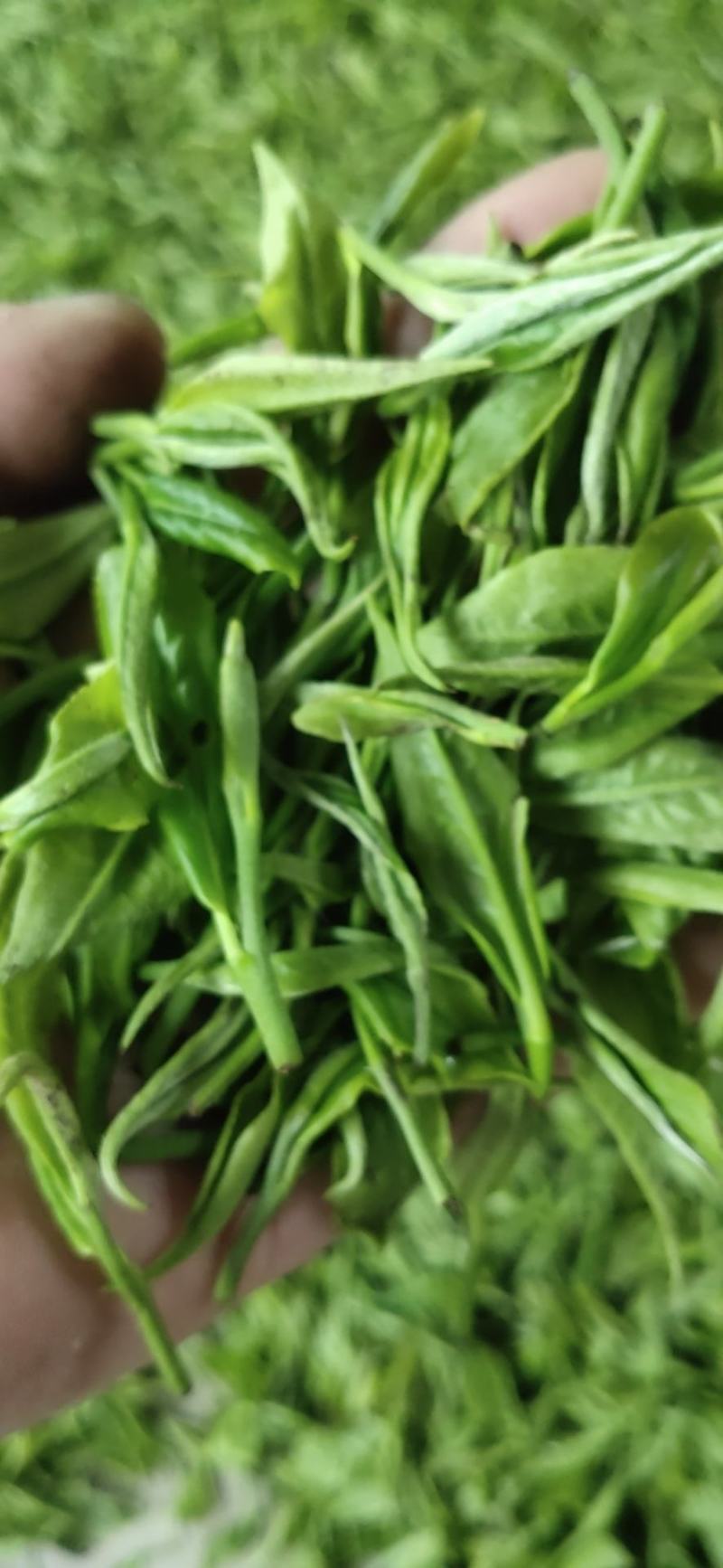 高山野茶