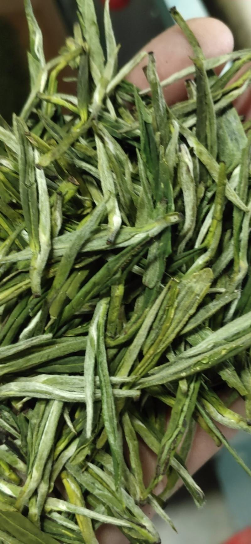 高山野茶