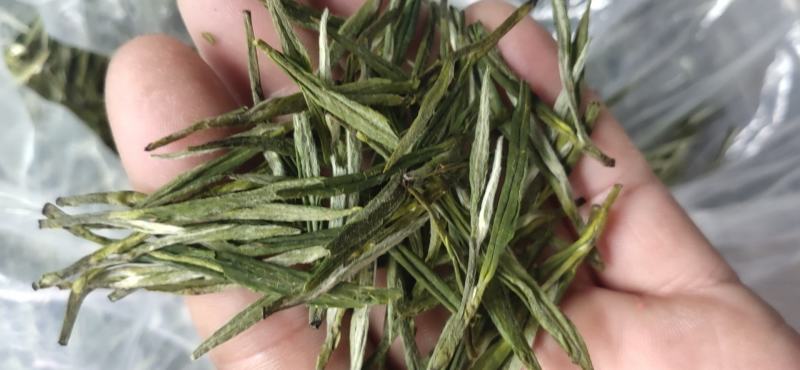 高山野茶