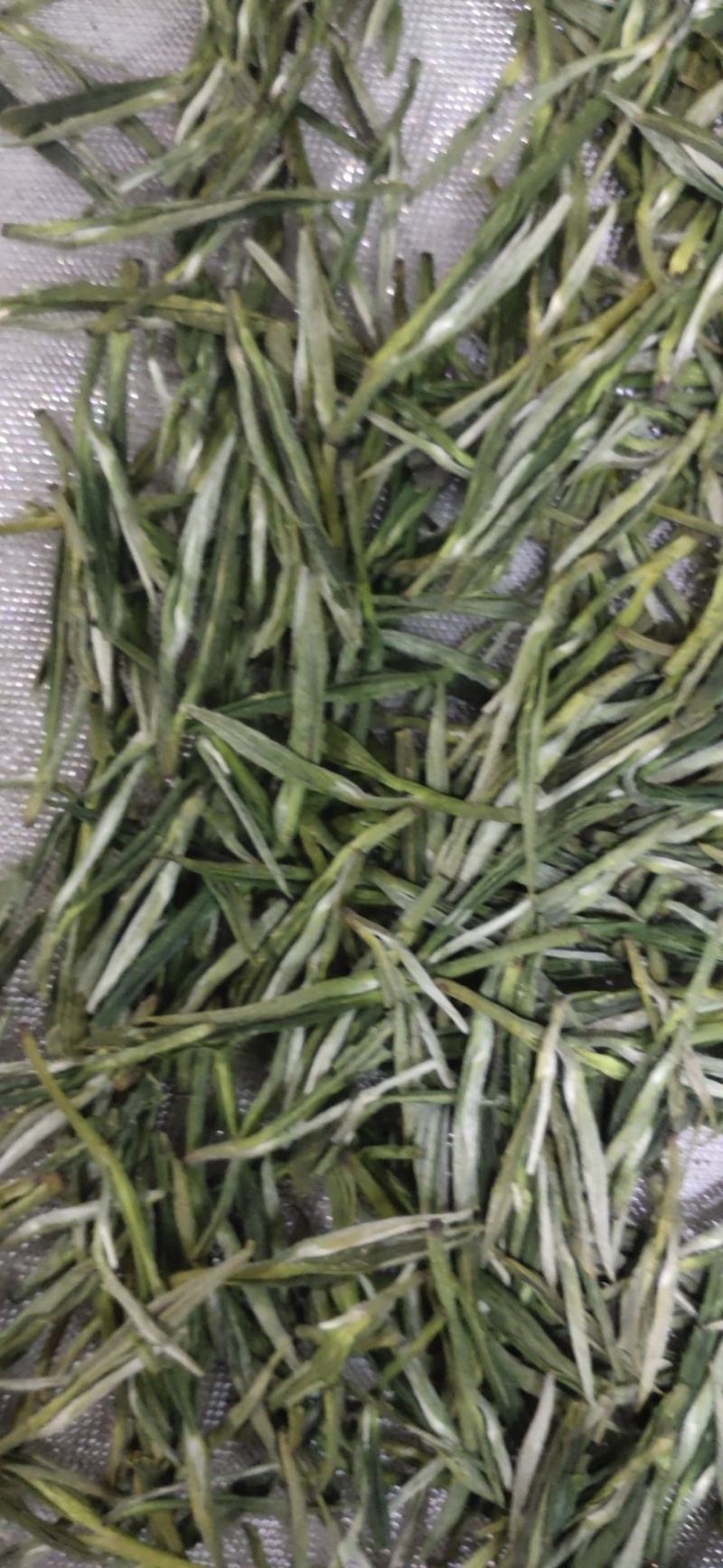 高山野茶