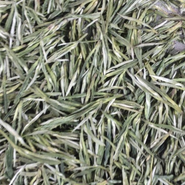 高山野茶