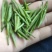 高山野茶