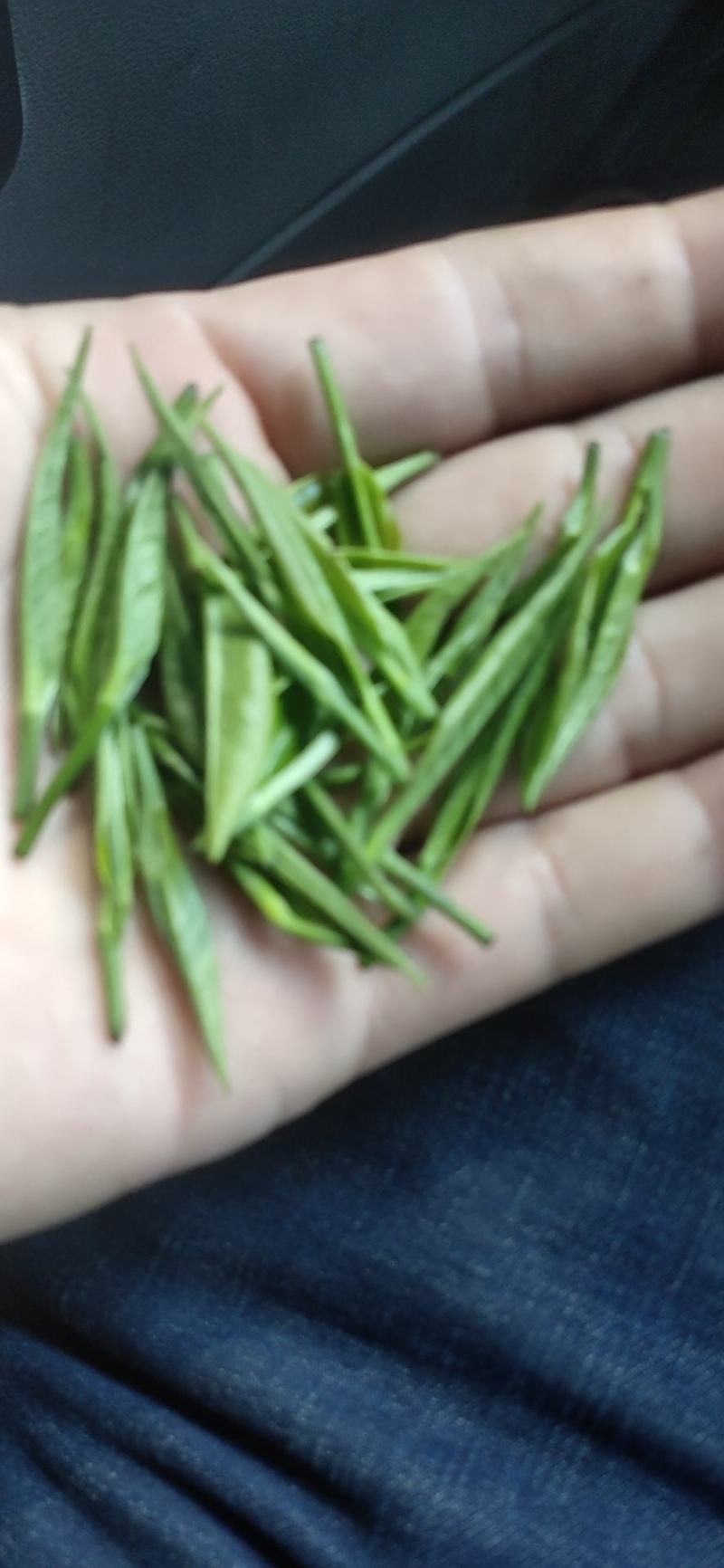 高山野茶