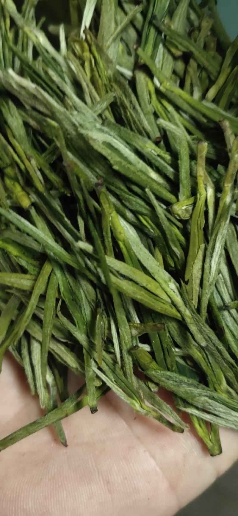 高山野茶