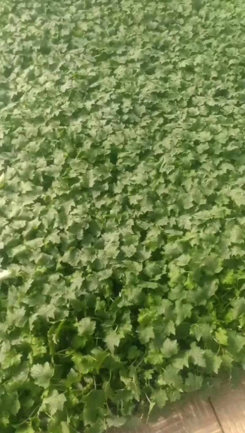 寿光市强磁中绿丝瓜苗，瓜长30_40公分，产量高