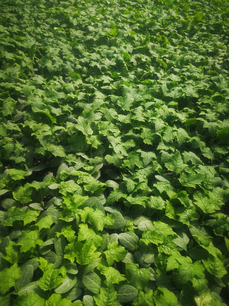 寿光市强磁中绿丝瓜苗，瓜长30_40公分，产量高