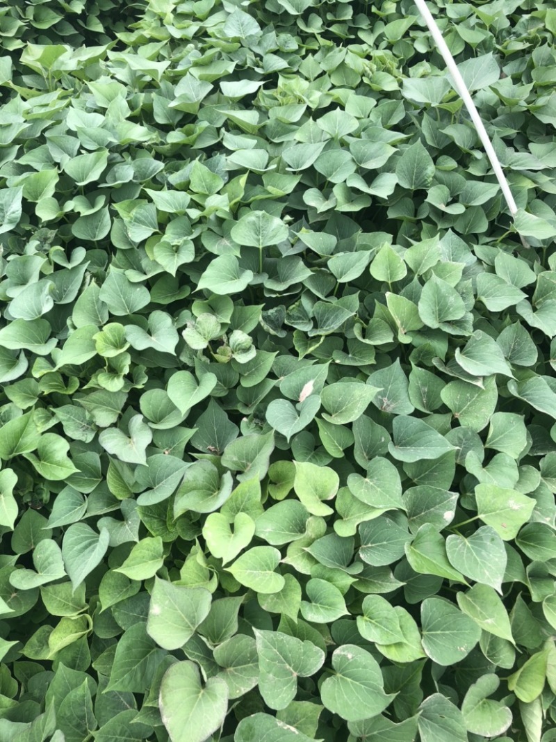 红瑶红薯苗、红瑶、榴莲蜜薯、红薯苗、地瓜苗、