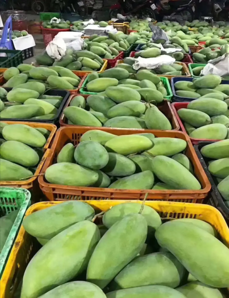 大青芒果越南大芒果质量高欢迎来购诚信经营大量上市