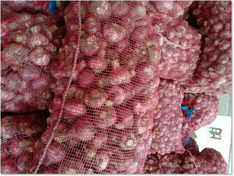 红皮大蒜