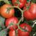 普罗修斯粉果口感型番茄口感甜蜜沙瓤爆汁适合全国种植