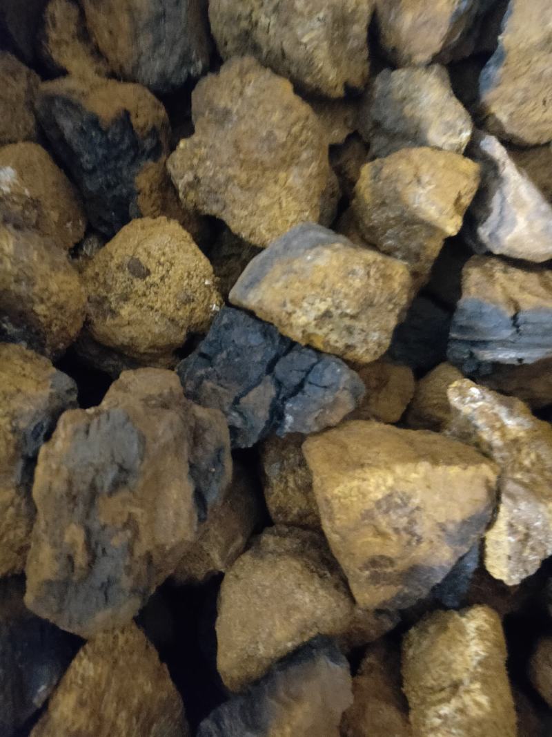 桑黄桑树黄正品野生货含量高养生馆直供