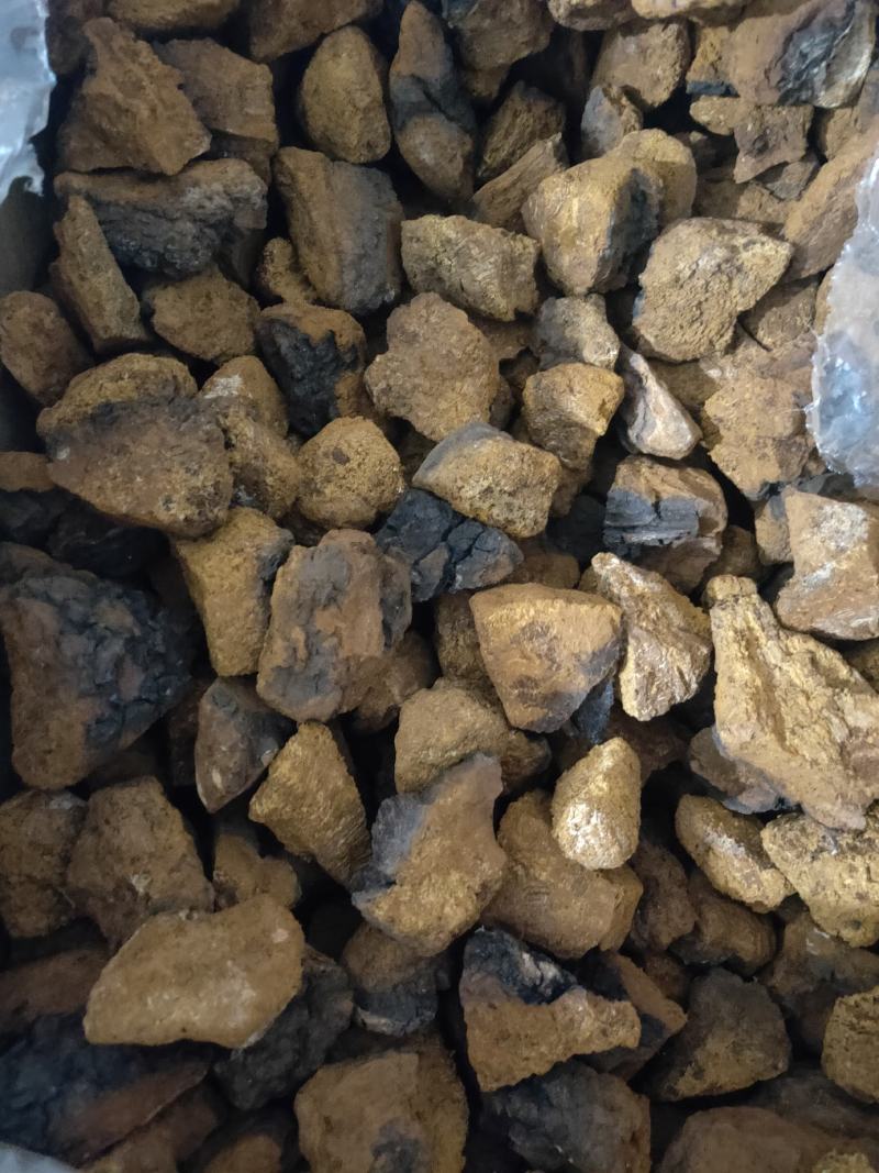 桑黄桑树黄正品野生货含量高养生馆直供