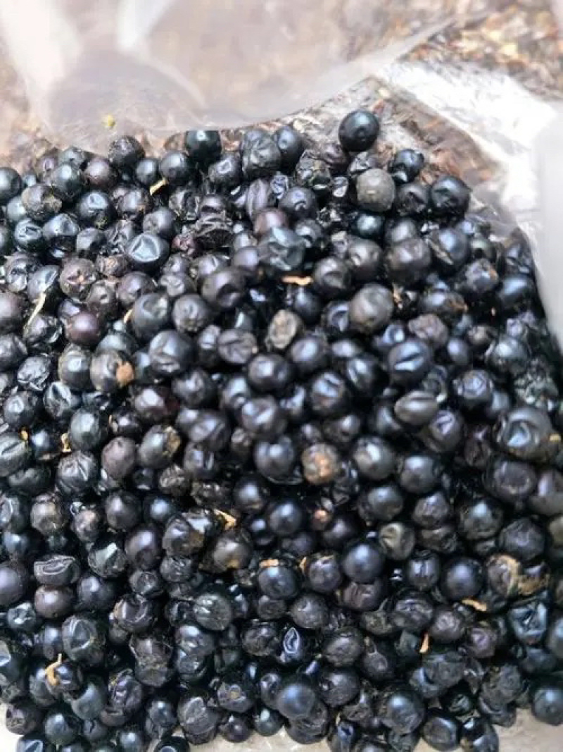 纯新射干籽，可绿化可种植，干净无杂质，出芽率高