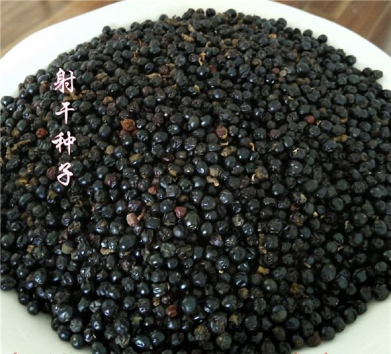 纯新射干籽，可绿化可种植，干净无杂质，出芽率高
