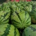 【精品】湖北金城5号西瓜大量上市，产区直发，口感好价格优