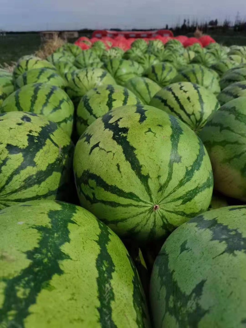 【精品】湖北金城5号西瓜大量上市，产区直发，口感好价格优