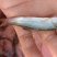 场地直销土陵鱼苗,规格大小均匀,长期批发,欢迎养殖户来电