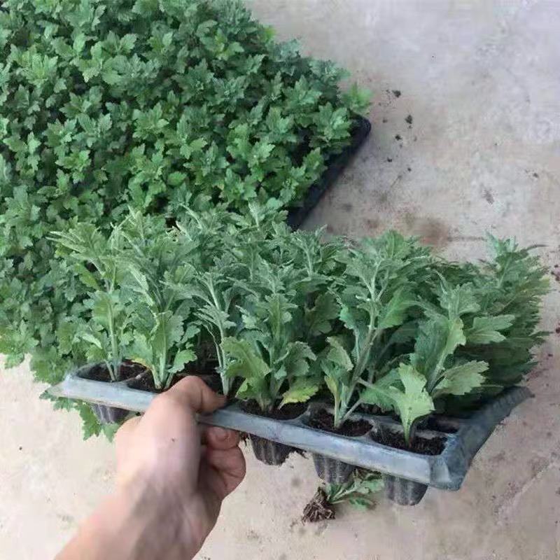 优质菊花苗金丝皇菊苏北菊贡菊各种菊花苗