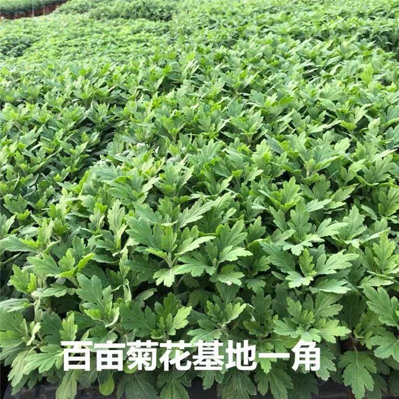 优质菊花苗金丝皇菊苏北菊贡菊各种菊花苗