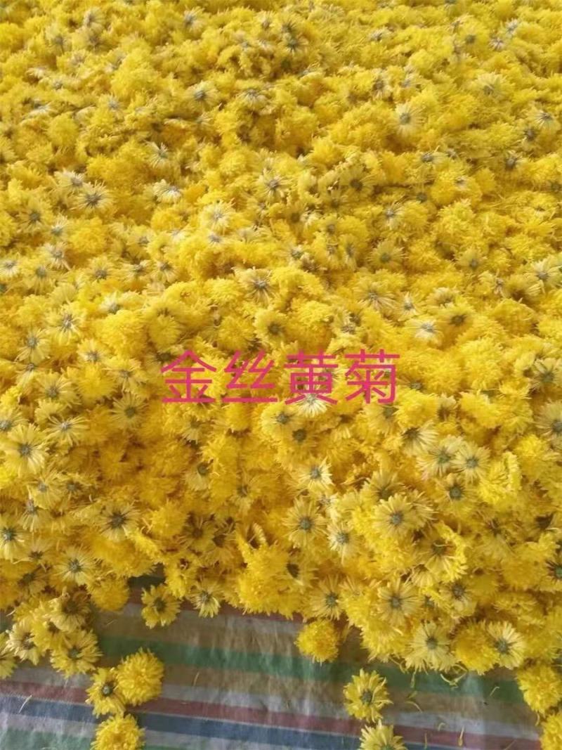 优质菊花苗金丝皇菊苏北菊贡菊各种菊花苗