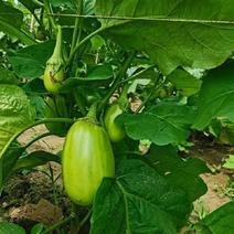 青茄子新鲜绿茄子河南特产新鲜蔬菜农家自种可生吃园茄子