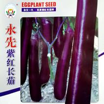 永先紫红长茄子种子，光泽度高、产量高，品质好，购买请联系