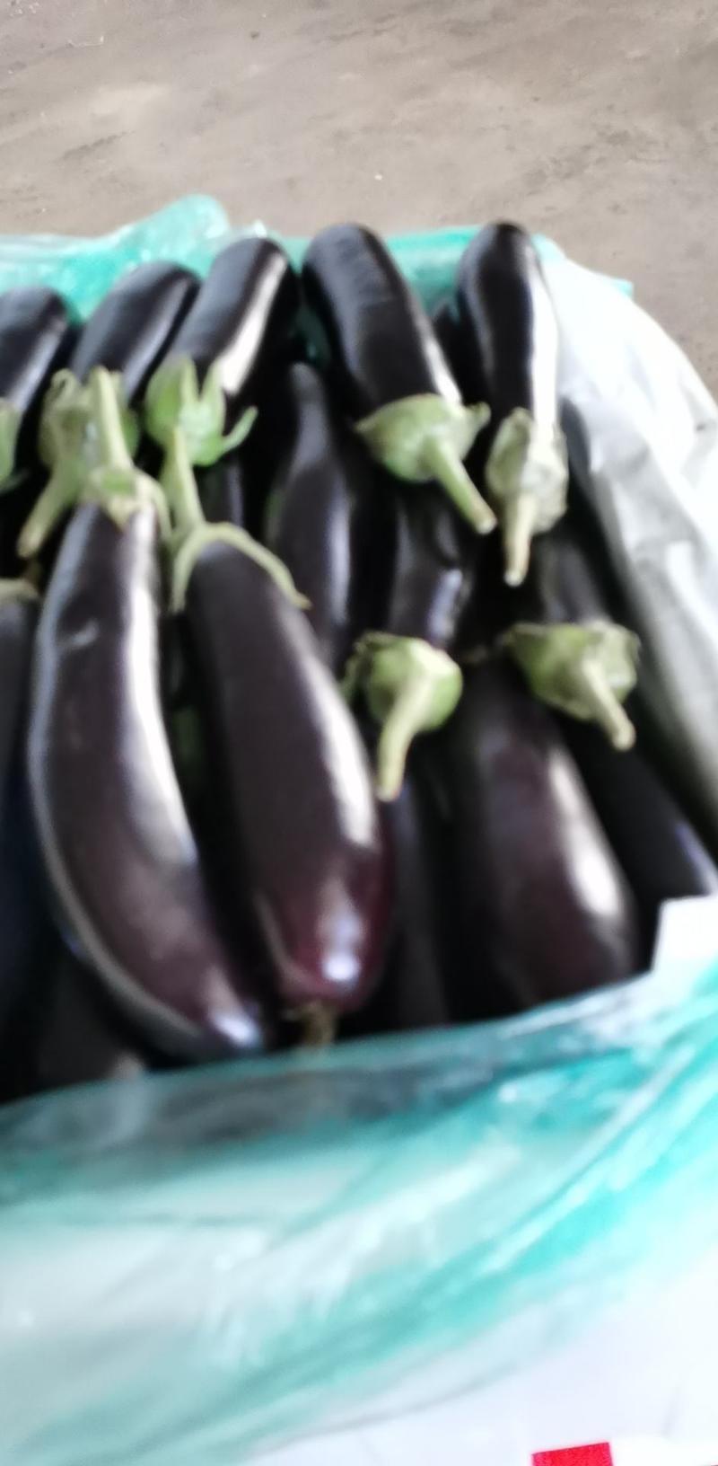 紫茄子大量上市，收购时间长，保质保量诚信经营，实力代办